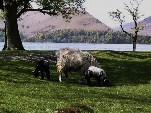 sheep in the Lake District