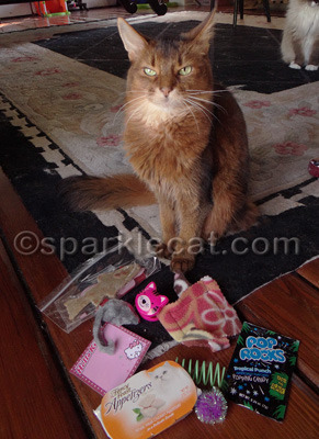 Pay attention, BlogPaws humans!