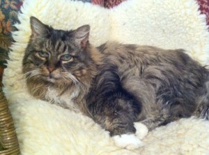 Conscious_Cat_Sunday_Get_Over_It