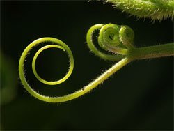 tendril