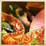 Boone, my partner in quilt appreciation