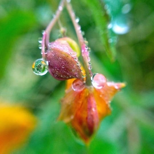 morningbuds