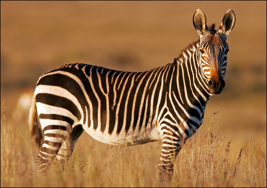 Snacking on mountain zebra?