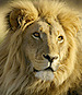 An African Success: In Namibia, The People and Wildlife Coexist