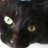 katz cats