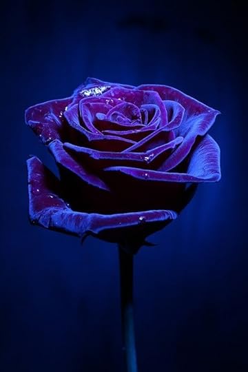  photo bluerose_zps75f198dd.jpg