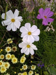 My Neighbour's Flowers