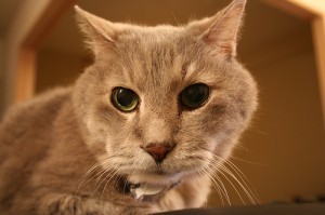 feline_hyperthyroidism