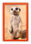 meerkat