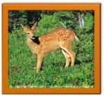 deer