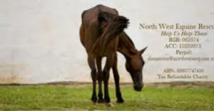 North west equine rescue