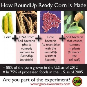 How Round Up Corn is Made