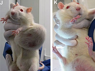 roundup corn in mice