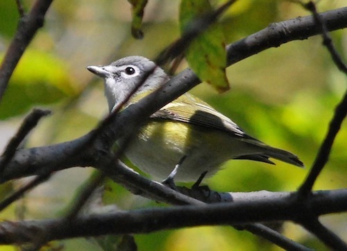 Bird Picture 1