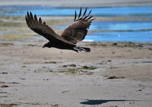 Bird Picture 2