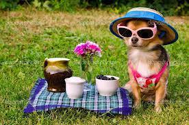 See--dogs wear hats. Sure beats a Geico commercial, eh?