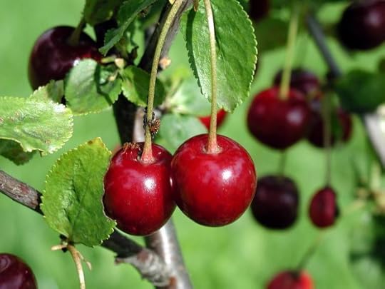 Cherry_fruit_on_tree