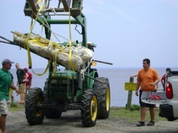 Prehistoric whale fossils discovered along the Potomac
