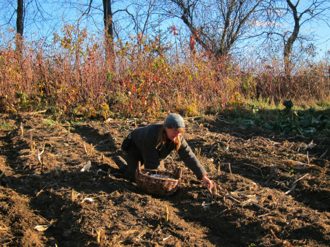 A rare sighting of the species known as the Crafty Penny