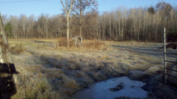 November garden after the frost.