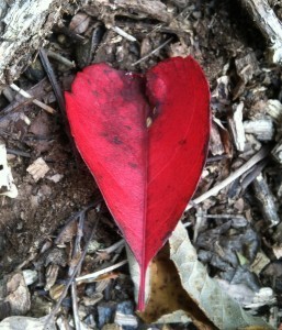 Heart from Dan's Cabin
