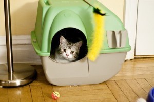 cat_in_litter_box
