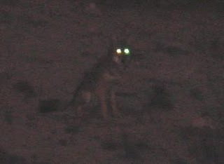 coyote+eyes