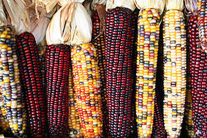 English: Cobs of corn