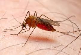 malaria