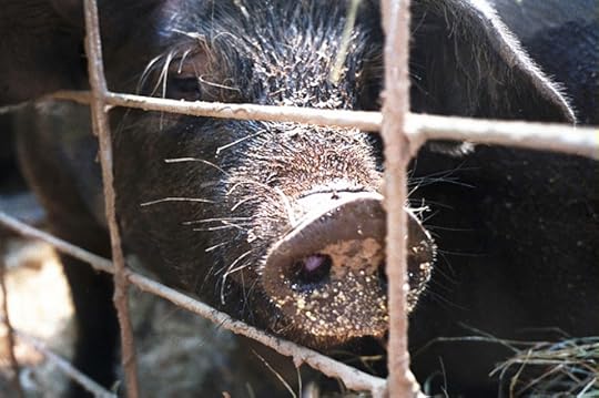 Antibiotic-Resistant Bacteria Surround Big Swine Farms — In China as Well as the U.S.