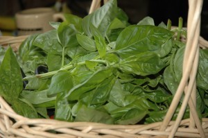 Harvesting basil leaves such a delicious smell on my hands that it's one of my favorite moments in gardening.