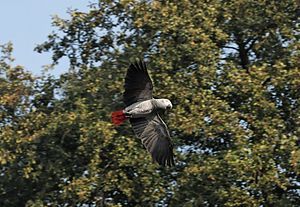 A Congo African Grey Parrot flying. Deutsch: G...