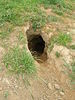 English: Badger hole This large hole was in th...