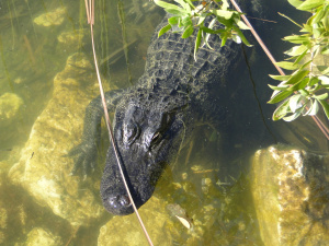 alligator