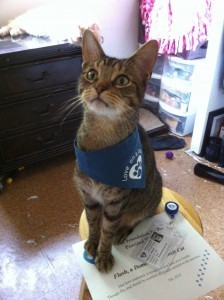 therapy_cat