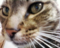 henry