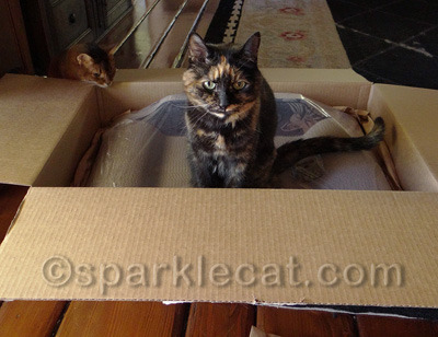 Wait a minute - I am supposed to be the star of this blog!