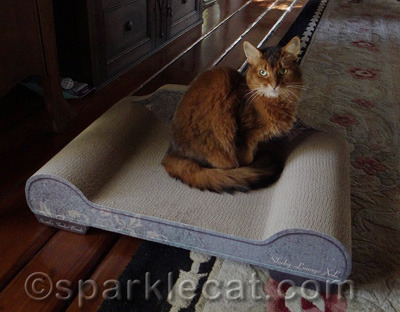 Of course, that does not mean I WANT a second me around here... Mirror Kitty is bad enough!