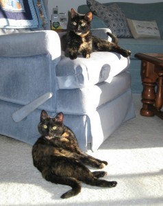 cats_on_chair