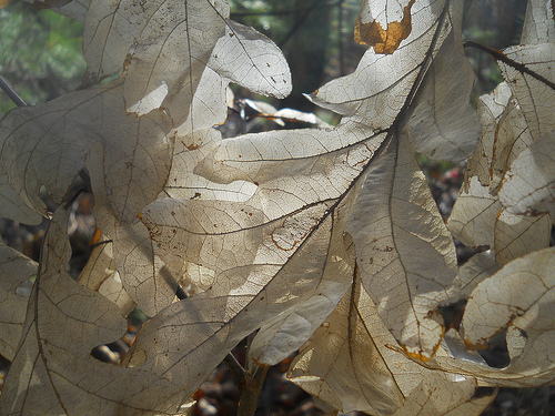 oak leaves