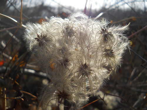 old man's beard