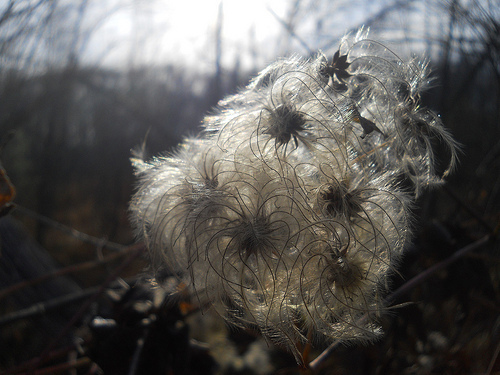 old man's beard