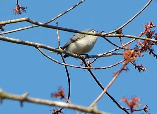 Gnatcatcher