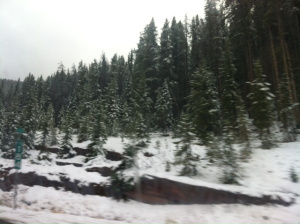 winter trees in snow