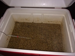 The grains in hubby's wort
