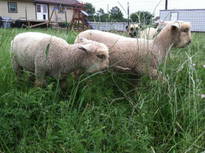 Frolicking in green pastures.