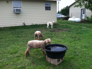Inspecting the water before taking a sip.