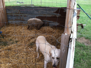Here's the transformation of the overhang into the sheep pen. Hope is inspecting Mr. Smith's work.