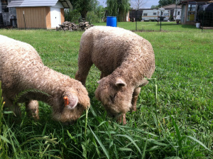 Rachel and Leah