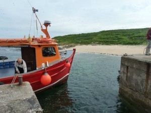 farne island 4
